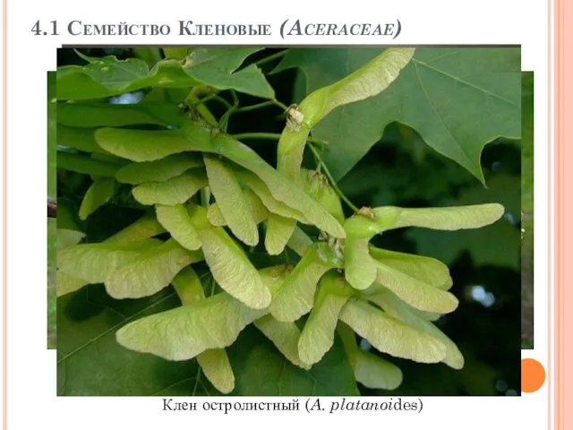 4.1 Семейство Кленовые (Aceraceae) Клен остролистный (A. platanoides)