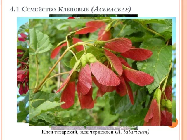 4.1 Семейство Кленовые (Aceraceae) Клен татарский, или черноклен (A. tataricum)