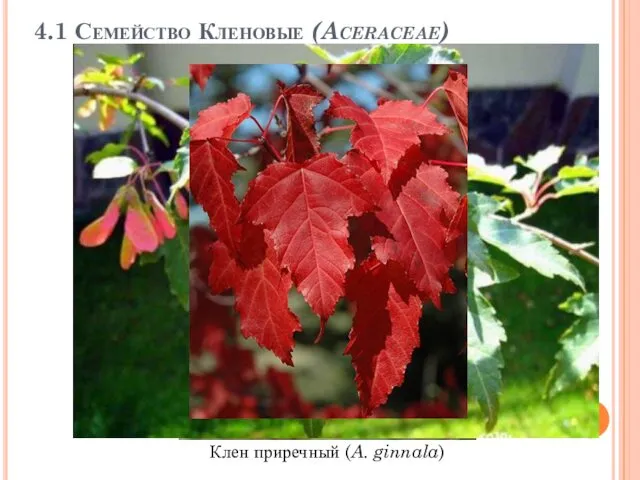 4.1 Семейство Кленовые (Aceraceae) Клен приречный (A. ginnala)