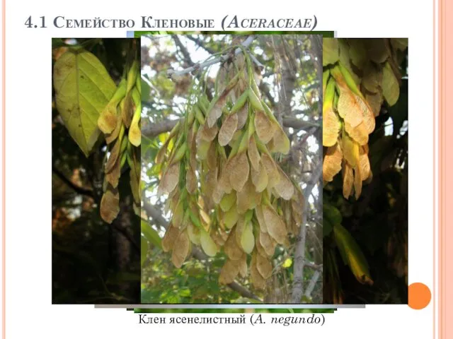 4.1 Семейство Кленовые (Aceraceae) Клен ясенелистный (A. negundo)