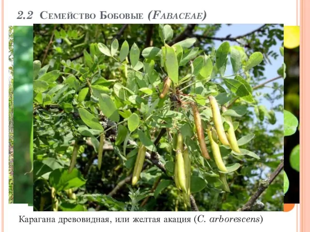 2.2 Семейство Бобовые (Fabaceae) Карагана древовидная, или желтая акация (C. arborescens)