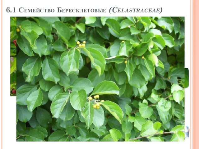 6.1 Семейство Бересклетовые (Celastraceae)