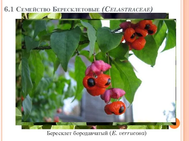 6.1 Семейство Бересклетовые (Celastraceae) Бересклет бородавчатый (E. verrucosa)