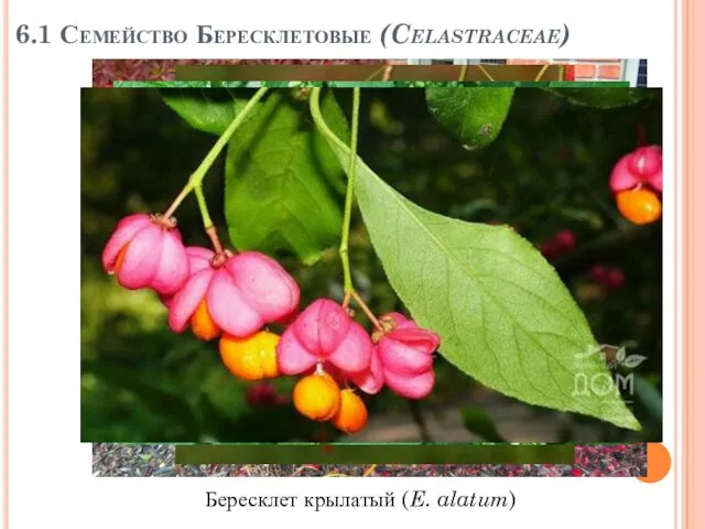 6.1 Семейство Бересклетовые (Celastraceae) Бересклет крылатый (E. alatum)