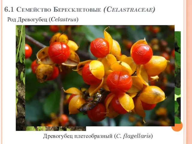 6.1 Семейство Бересклетовые (Celastraceae) Древогубец плетеобразный (С. flagellaris) Род Древогубец (Celastrus)