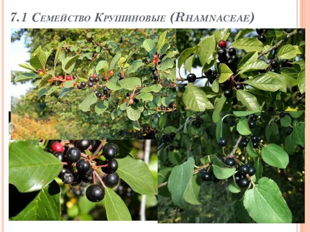 7.1 Семейство Крушиновые (Rhamnaceae)
