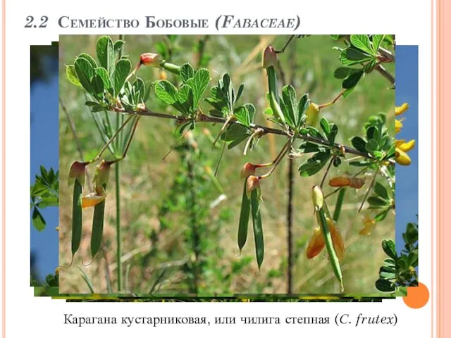 2.2 Семейство Бобовые (Fabaceae) Карагана кустарниковая, или чилига степная (С. frutex)