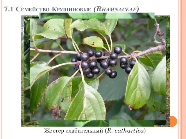 7.1 Семейство Крушиновые (Rhamnaceae) Жостер слабительный (R. cathartica)