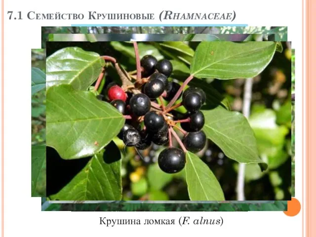 7.1 Семейство Крушиновые (Rhamnaceae) Крушина ломкая (F. alnus)