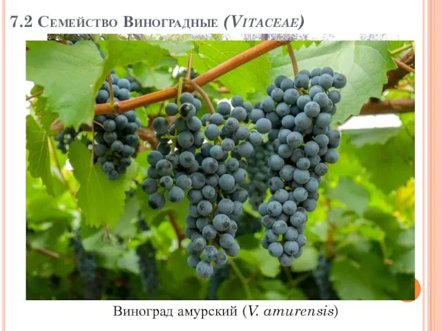 7.2 Семейство Виноградные (Vitaceae) Виноград амурский (V. amurensis)