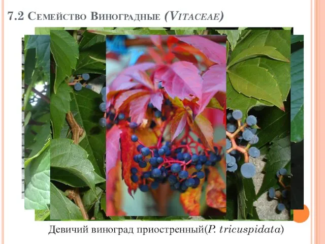 7.2 Семейство Виноградные (Vitaceae) Девичий виноград приостренный(P. tricuspidata)