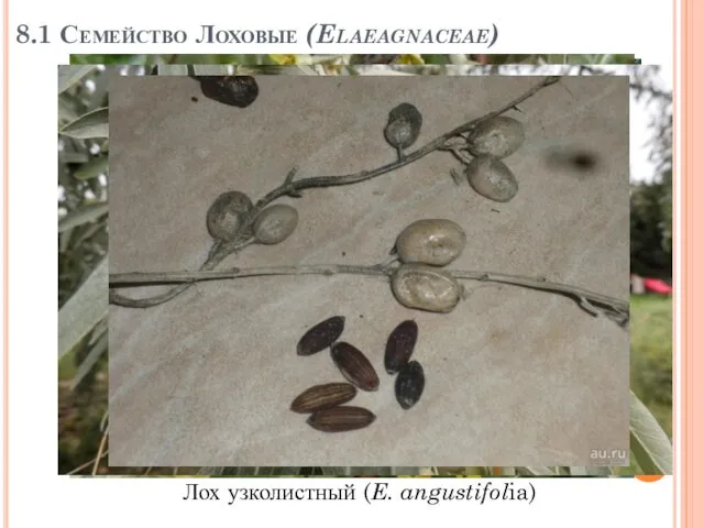 8.1 Семейство Лоховые (Elaeagnaceae) Лох узколистный (E. angustifolia)