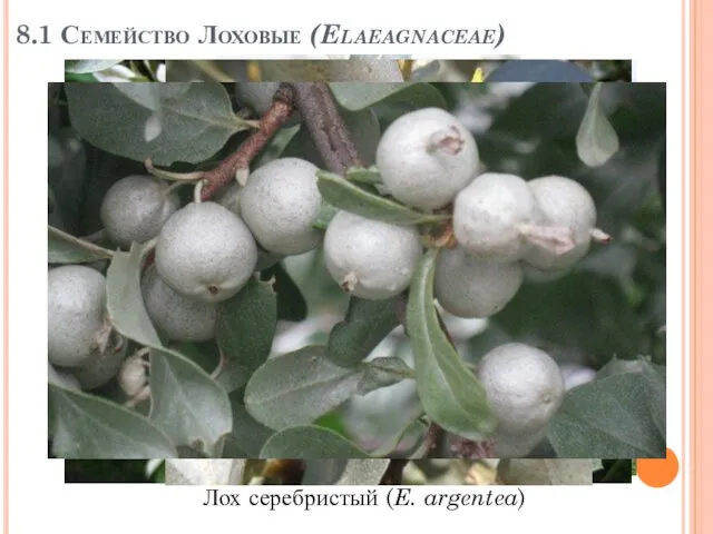 8.1 Семейство Лоховые (Elaeagnaceae) Лох серебристый (E. argentea)