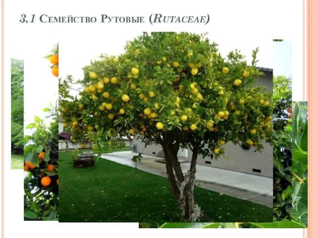 3.1 Семейство Рутовые (Rutaceae)
