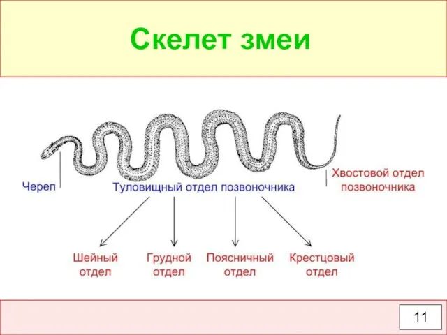 Скелет змеи 11