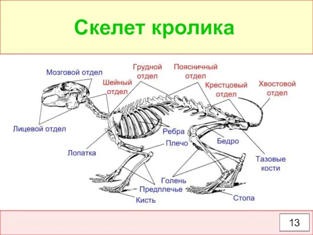 Скелет кролика 13