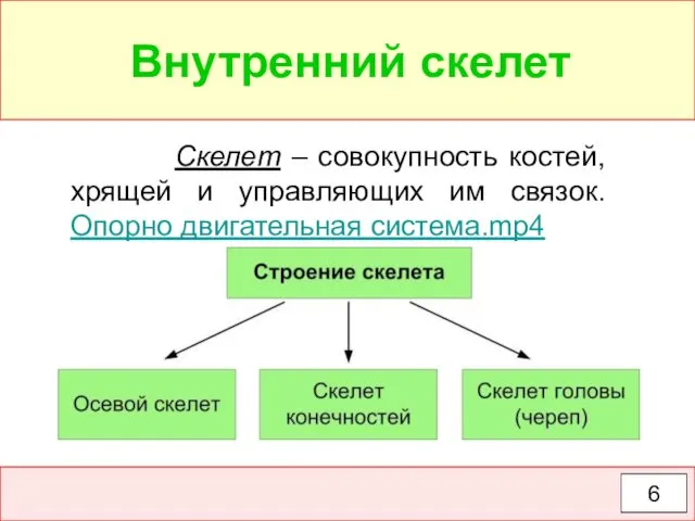 6 Скелет – совокупность костей, хрящей и управляющих им связок. Опорно двигательная система.mp4 Внутренний скелет