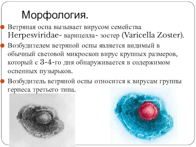 Морфология. Ветряная оспа вызывает вирусом семейства Herpesviridae- варицелла- зостер (Varicella Zoster).