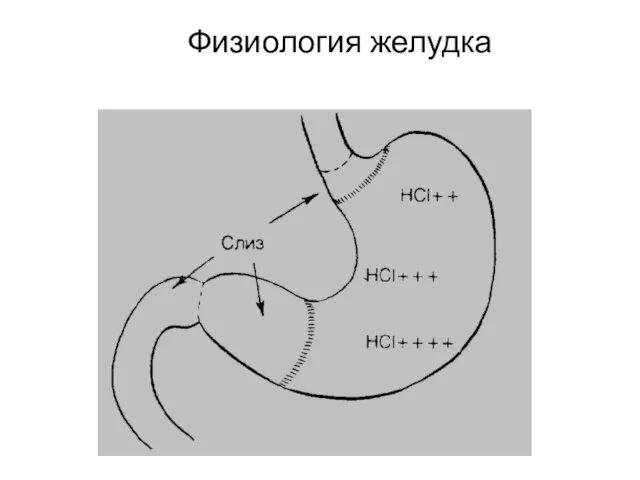 Физиология желудка