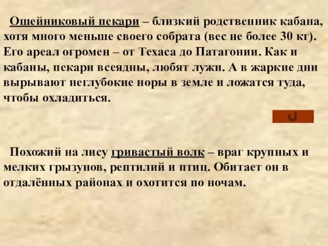 Похожий на лису гривастый волк – враг крупных и мелких грызунов,