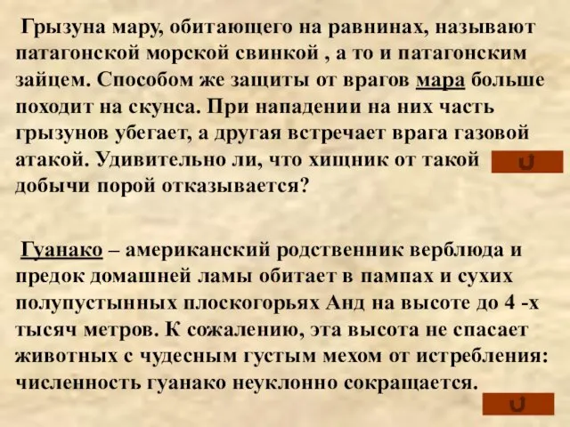 Грызуна мару, обитающего на равнинах, называют патагонской морской свинкой , а