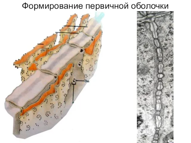 Формирование первичной оболочки