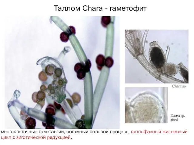 Таллом Chara - гаметофит многоклеточные гаметангии, оогамный половой процесс, гаплофазный жизненный цикл с зиготической редукцией.