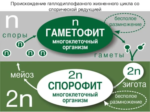 Происхождение гаплодиплофазного жизненного цикла со спорической редукцией