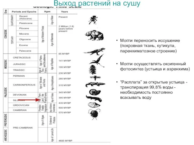 Выход растений на сушу Могли переносить иссушение (покровная ткань, кутикула, паренхиматозное