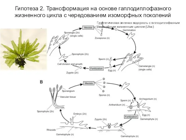 Гипотеза 2. Трансформация на основе гаплодиплофазного жизненного цикла с чередованием изоморфных