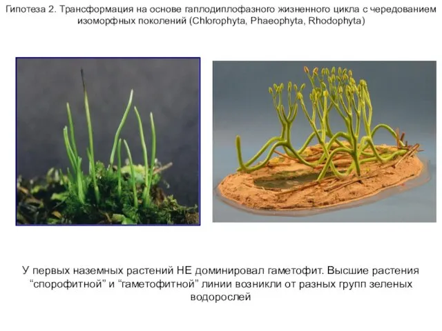 Гипотеза 2. Трансформация на основе гаплодиплофазного жизненного цикла с чередованием изоморфных