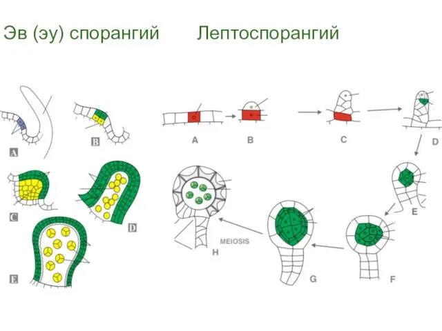 Эв (эу) спорангий Лептоспорангий