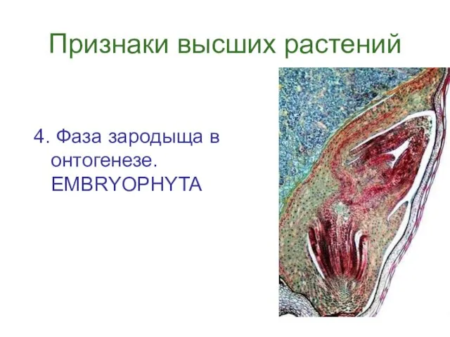 Признаки высших растений 4. Фаза зародыща в онтогенезе. EMBRYOPHYTA