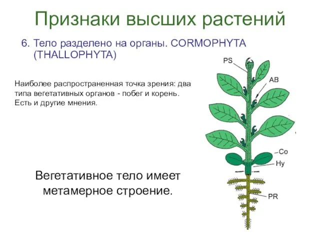 Признаки высших растений 6. Тело разделено на органы. CORMOPHYTA (THALLOPHYTA) Наиболее