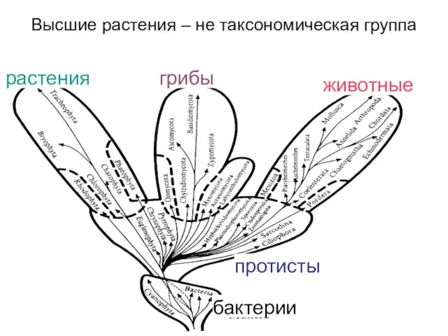 грибы растения животные протисты бактерии Высшие растения – не таксономическая группа