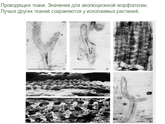 Проводящие ткани. Значение для эволюционной морфологии. Лучше других тканей сохраняются у ископаемых растений.