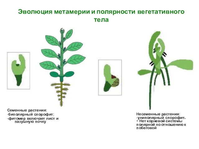 Эволюция метамерии и полярности вегетативного тела Семенные растения: -биполярный спорофит; -фитомер