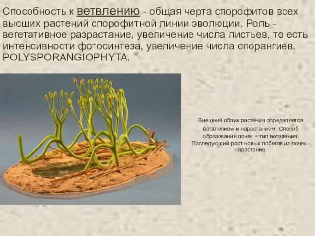 Внешний облик растения определяется ветвлением и нарастанием. Способ образования почек =