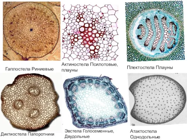 Гаплостела Риниевые Актиностела Псилотовые, плауны Плектостела Плауны Диктиостела Папоротники Эвстела Голосеменные, Двудольные Атактостела Однодольные