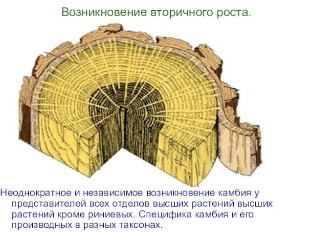 Возникновение вторичного роста. Неоднократное и независимое возникновение камбия у представителей всех