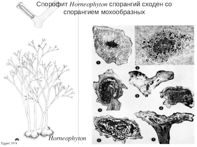 Eggert 1974 Horneophyton Спорофит Horneophyton спорангий сходен со спорангием мохообразных