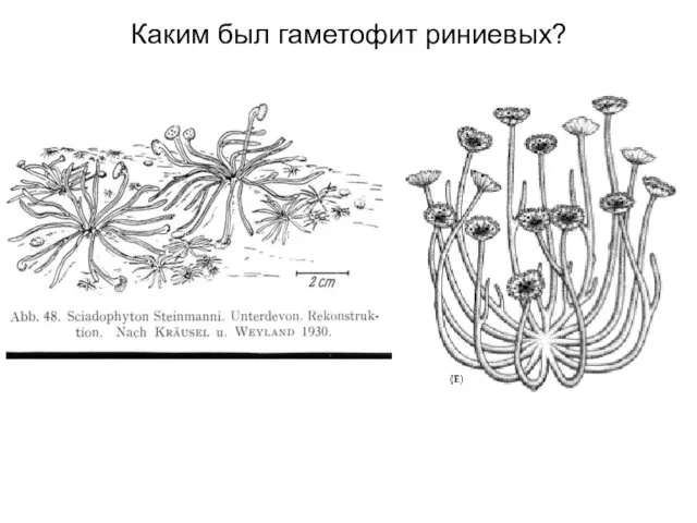 Каким был гаметофит риниевых?