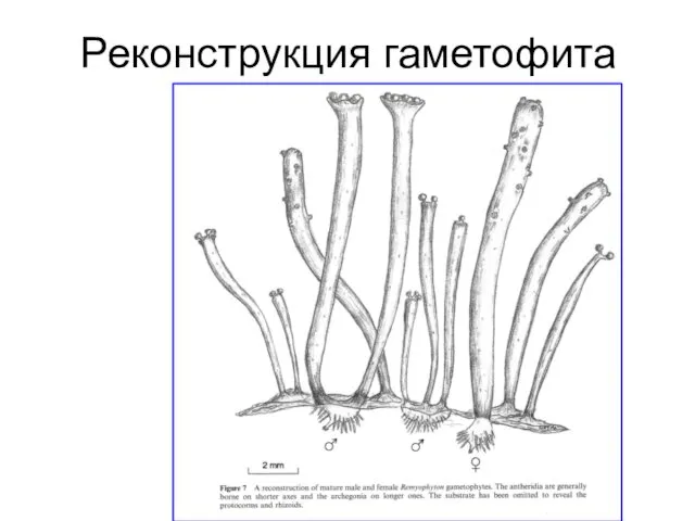 Реконструкция гаметофита