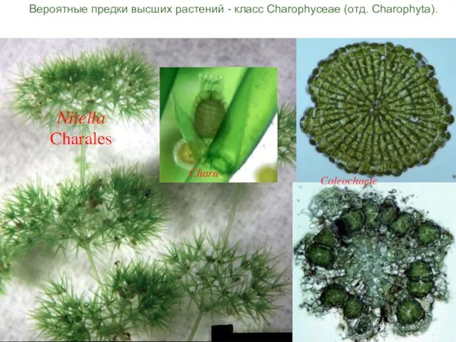 Coleochaete Nitella Charales Chara Вероятные предки высших растений - класс Charophyceae (отд. Charophyta).