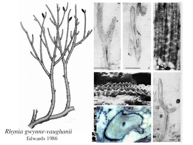 Rhynia gwynne-vaughanii Edwards 1986