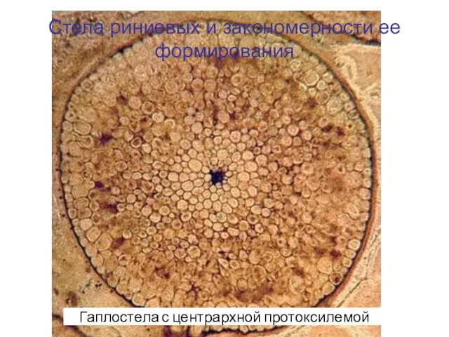 Стела риниевых и закономерности ее формирования Гаплостела с центрархной протоксилемой