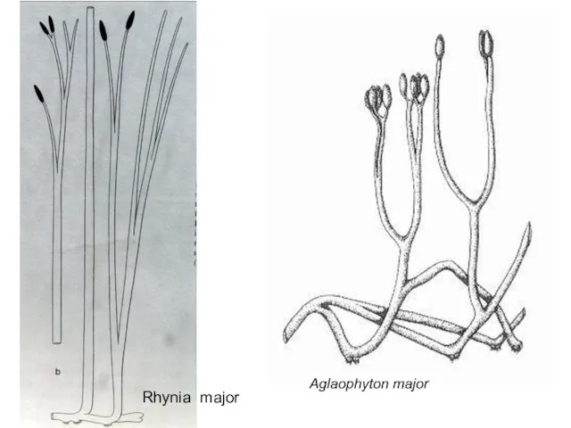 Aglaophyton major Rhynia major