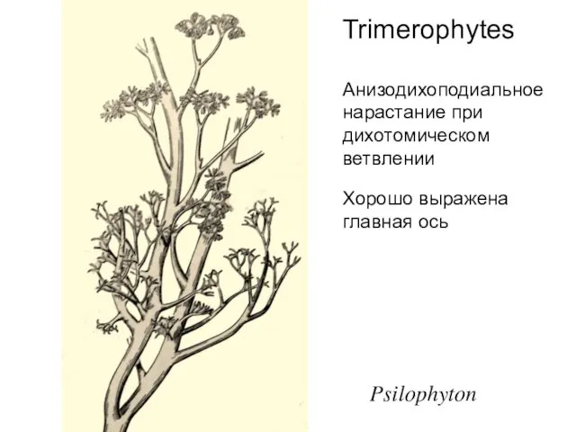 Psilophyton Trimerophytes Анизодихоподиальное нарастание при дихотомическом ветвлении Хорошо выражена главная ось