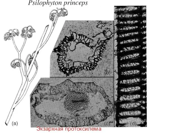 Psilophyton princeps Экзархная протоксилема