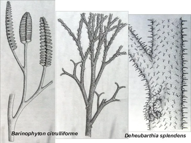 Deheubarthia splendens Barinophyton citrulliforme